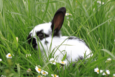 Rabbit in the Grass