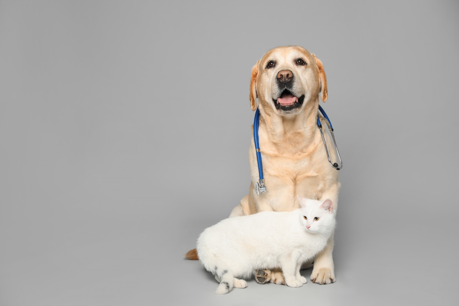 Dog and Cat with Stethoscope