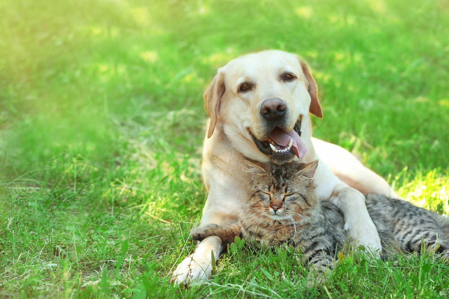 Elder Dog and Cat