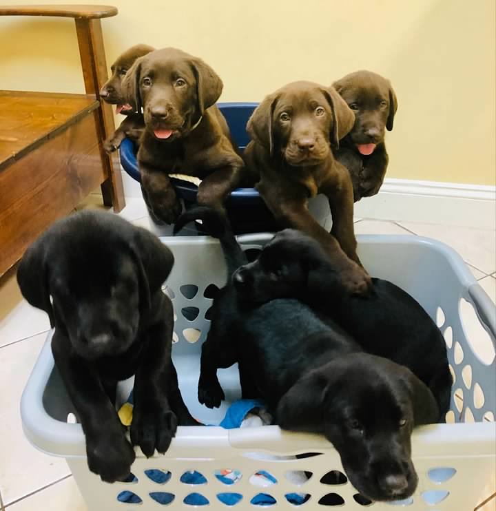 Baskets of Puppies!