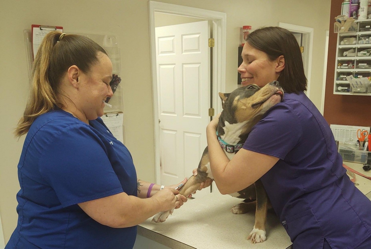 Staff checking a dog