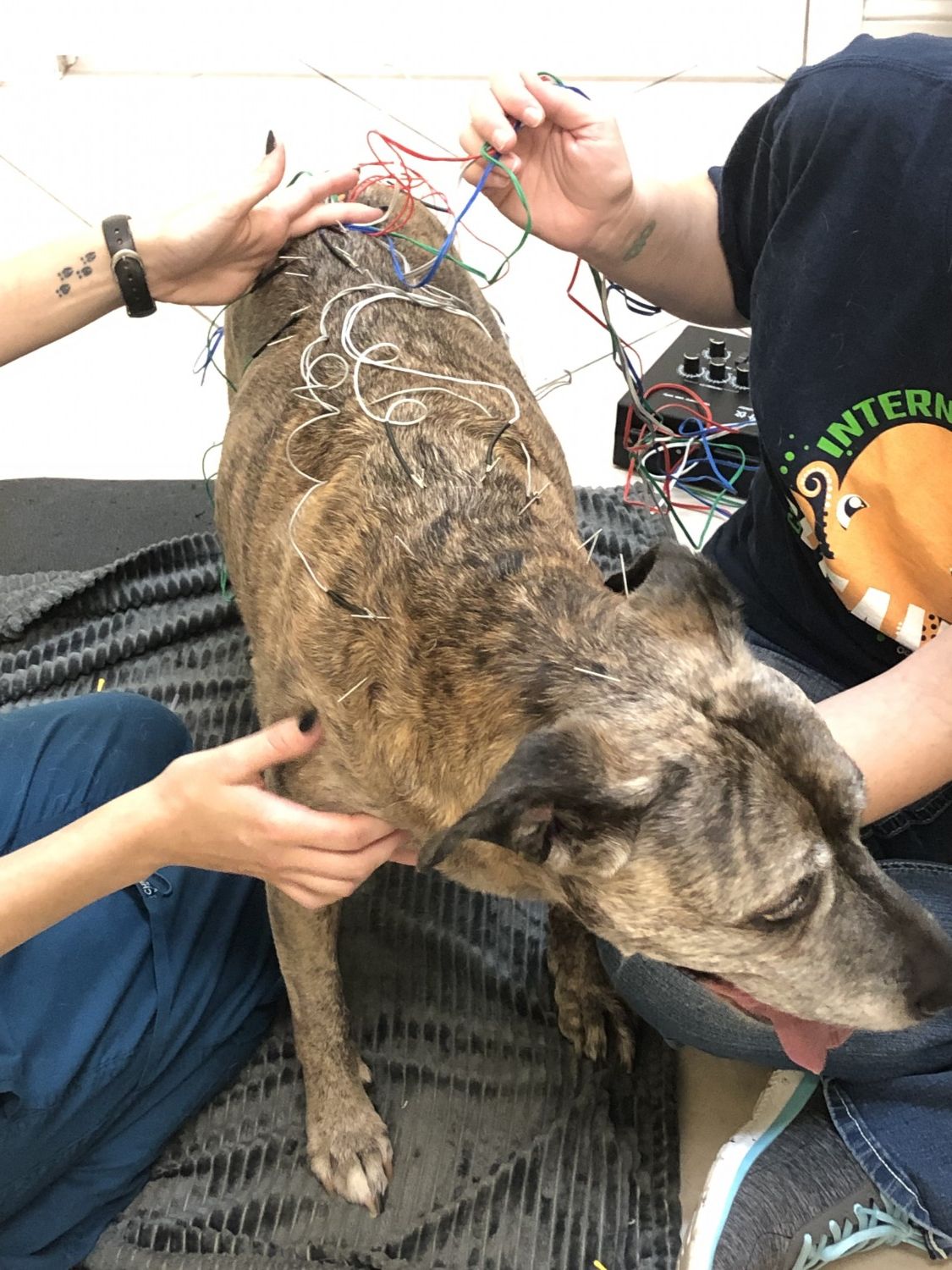 Dog getting Acupuncture Treatment