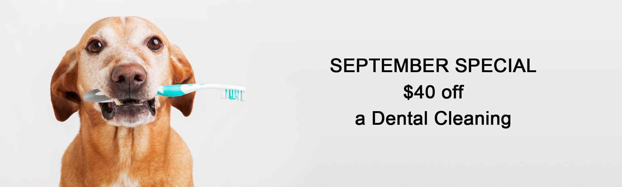 September Dental Special